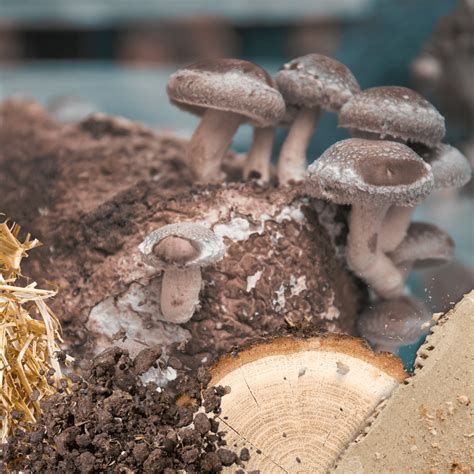 Get ready to grow magic mushrooms with our bags